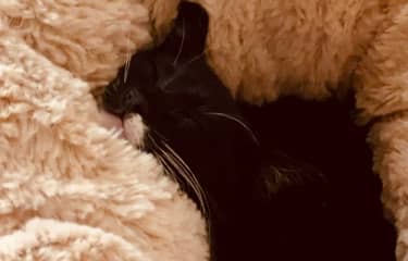 Photo de ma chatte Louna